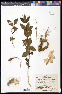Platycodon grandiflorus image