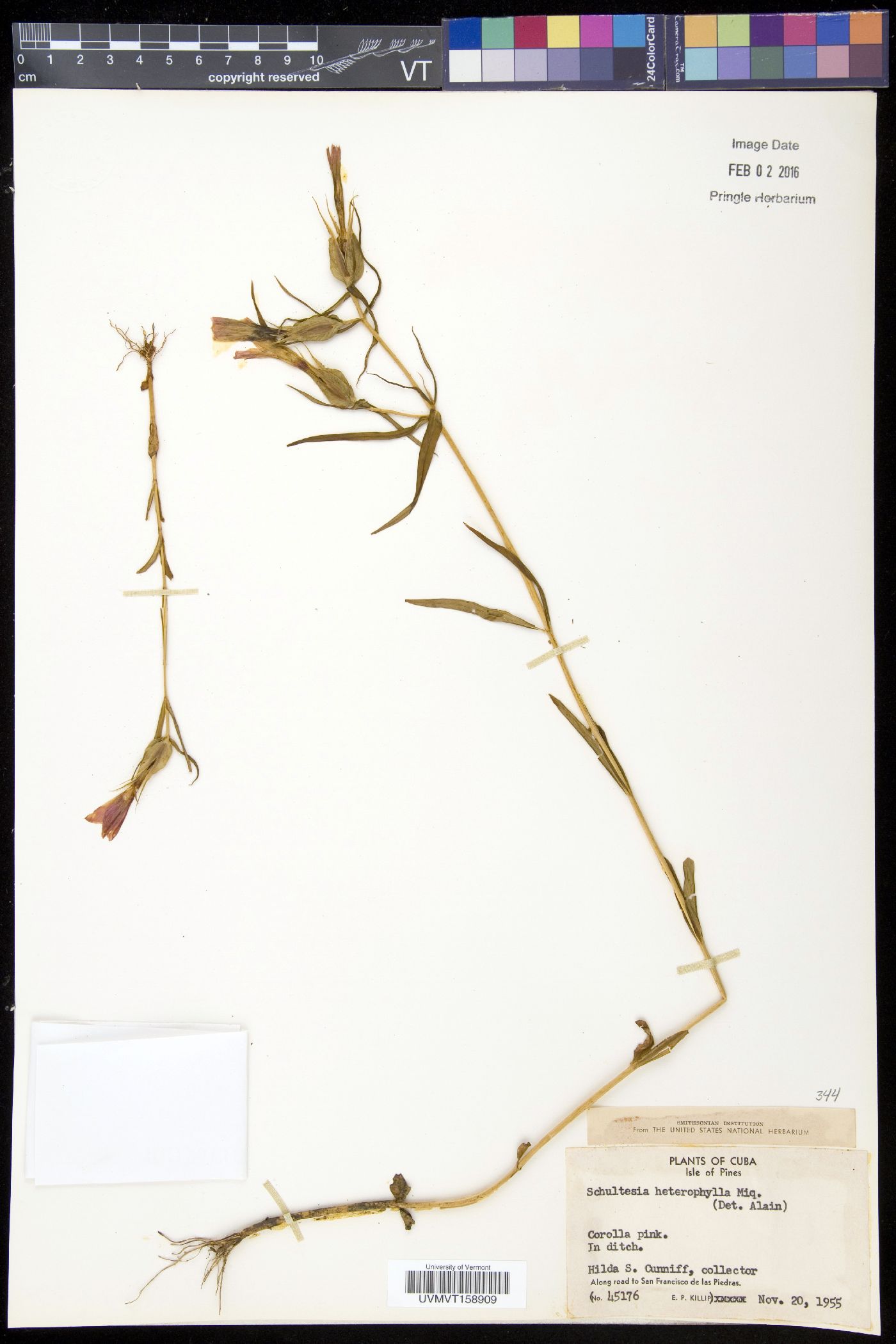 Schultesia image