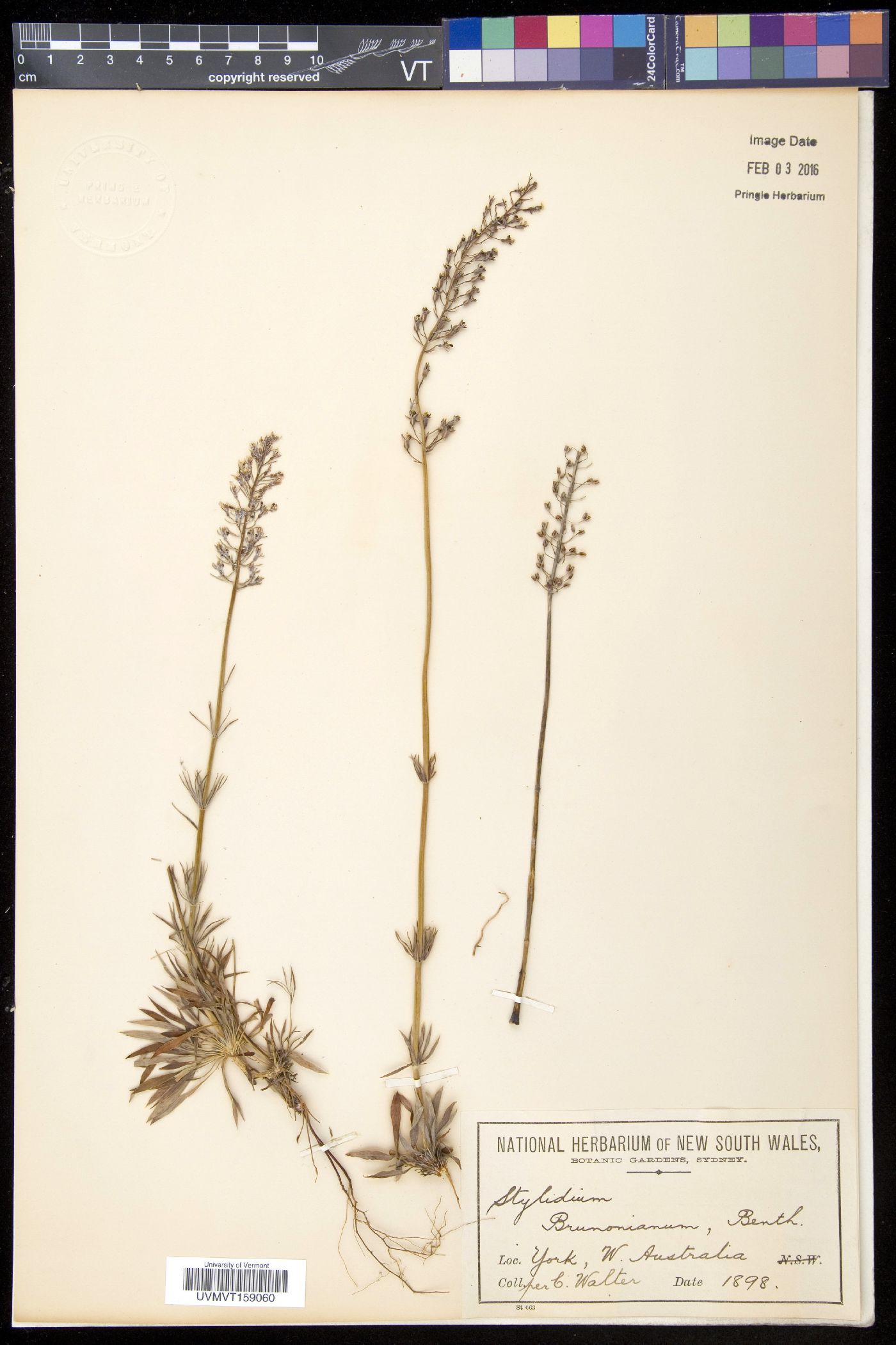 Stylidium image