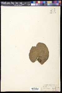 Nymphoides indica image