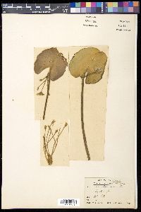 Nymphoides indica image