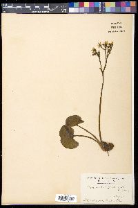 Nephrophyllidium crista-galli image