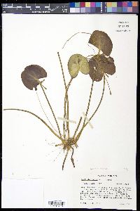 Nymphoides indica image