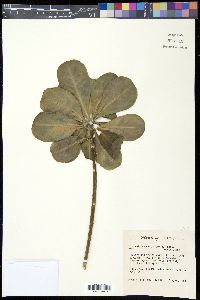 Scaevola taccada image