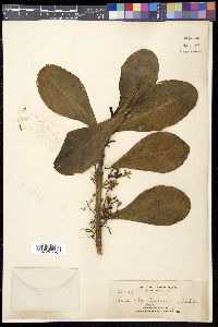 Scaevola sericea image