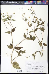 Acmella uliginosa image