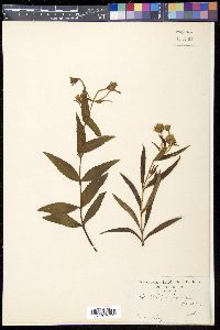 Media resource of Arnica mallotopus