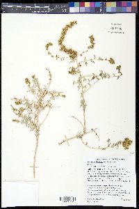 Ambrosia dumosa image