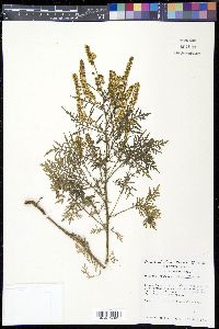 Ambrosia confertiflora image