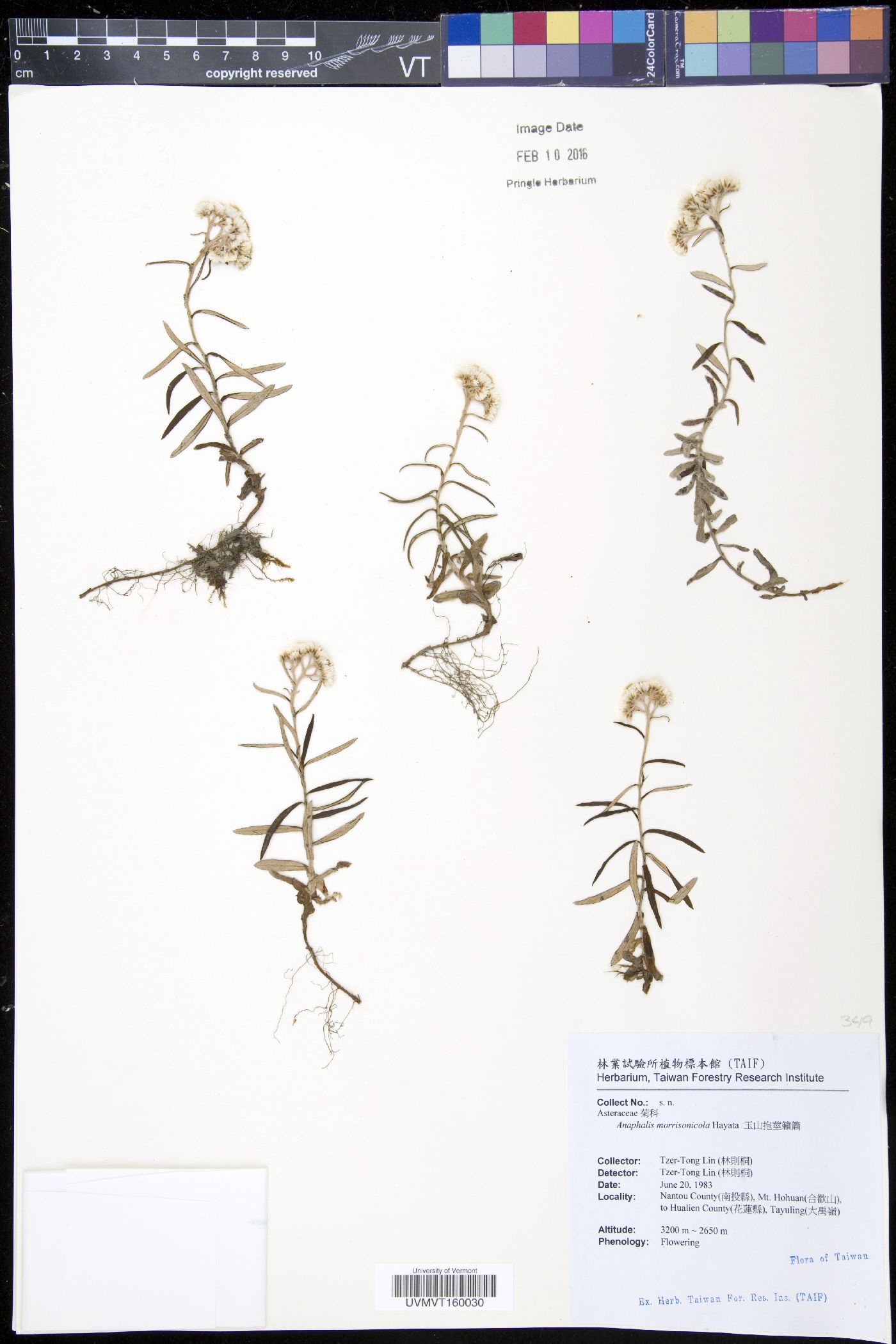 Anaphalis morrisonicola image