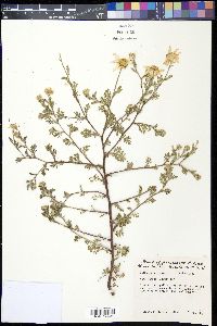 Anthemis arvensis image