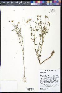 Anthemis cotula image