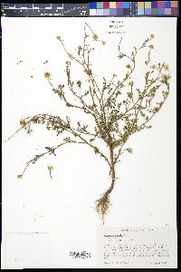 Anthemis cotula image