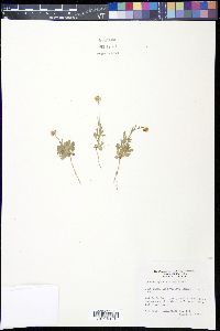 Aphanostephus kidderi image