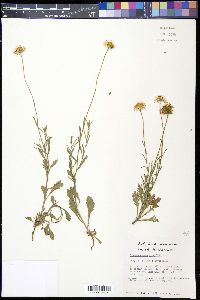 Aphanostephus riddellii image