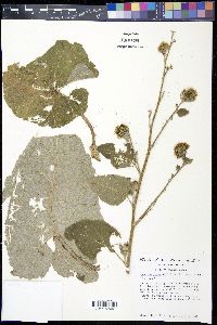 Arctium minus image