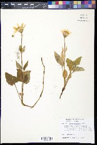 Arnica cordifolia image