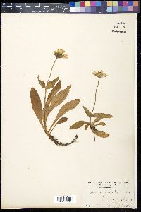 Arnica unalaschcensis image