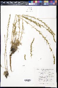 Artemisia campestris image
