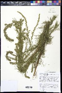 Artemisia campestris subsp. caudata image