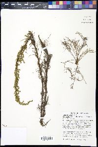 Artemisia campestris image