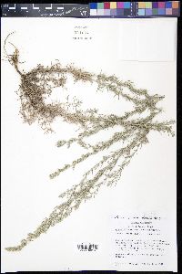 Artemisia carruthii image