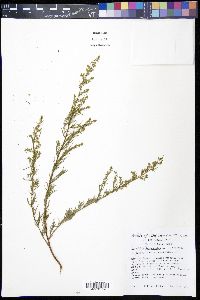 Artemisia dracunculus image