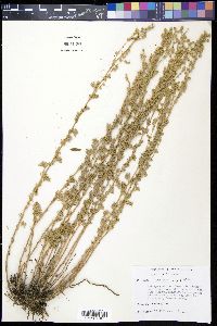 Artemisia frigida image
