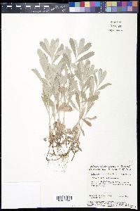 Artemisia stelleriana image