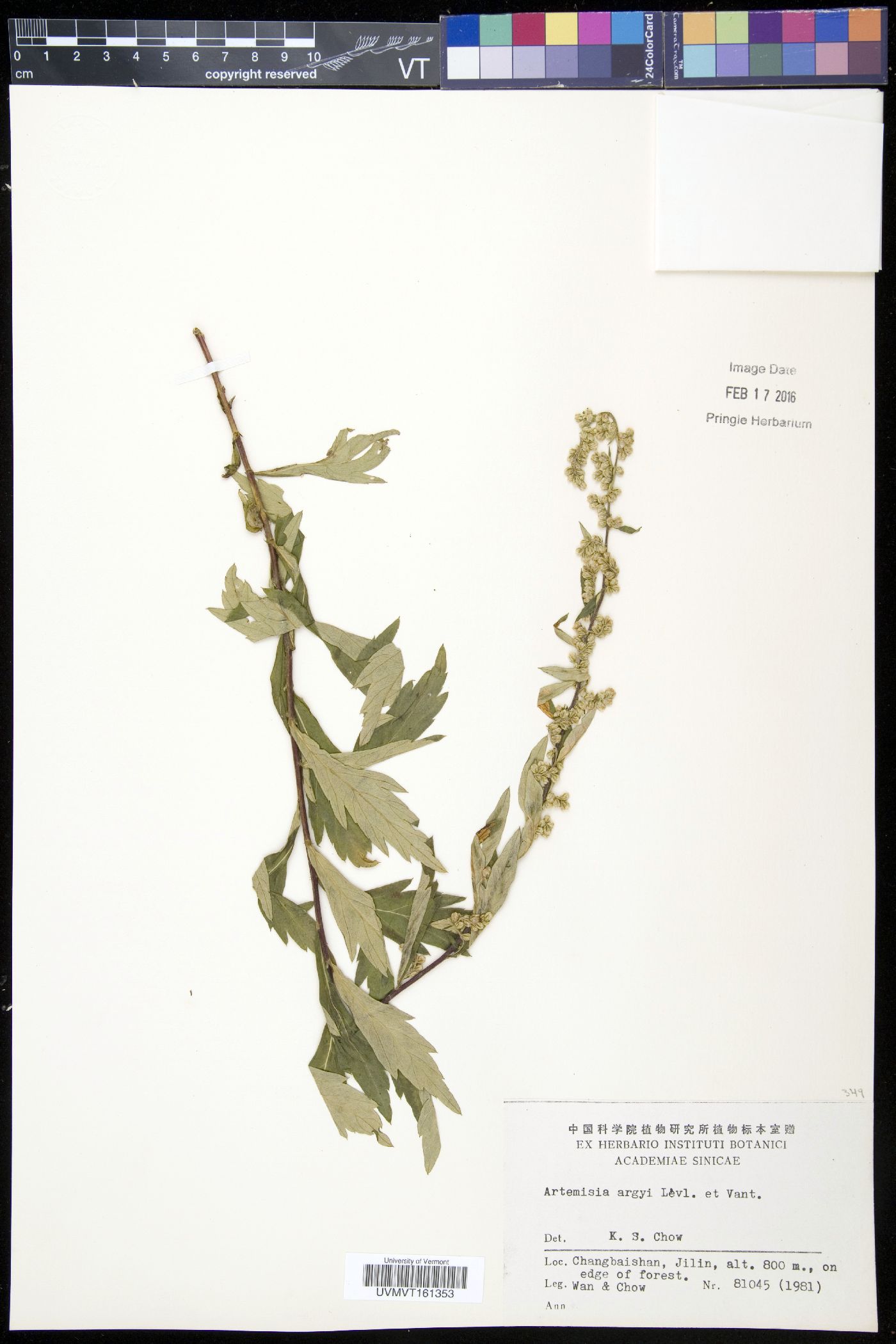 Artemisia argyi image