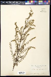 Media resource of Artemisia carvifolia