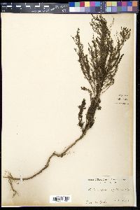 Artemisia capillaris image