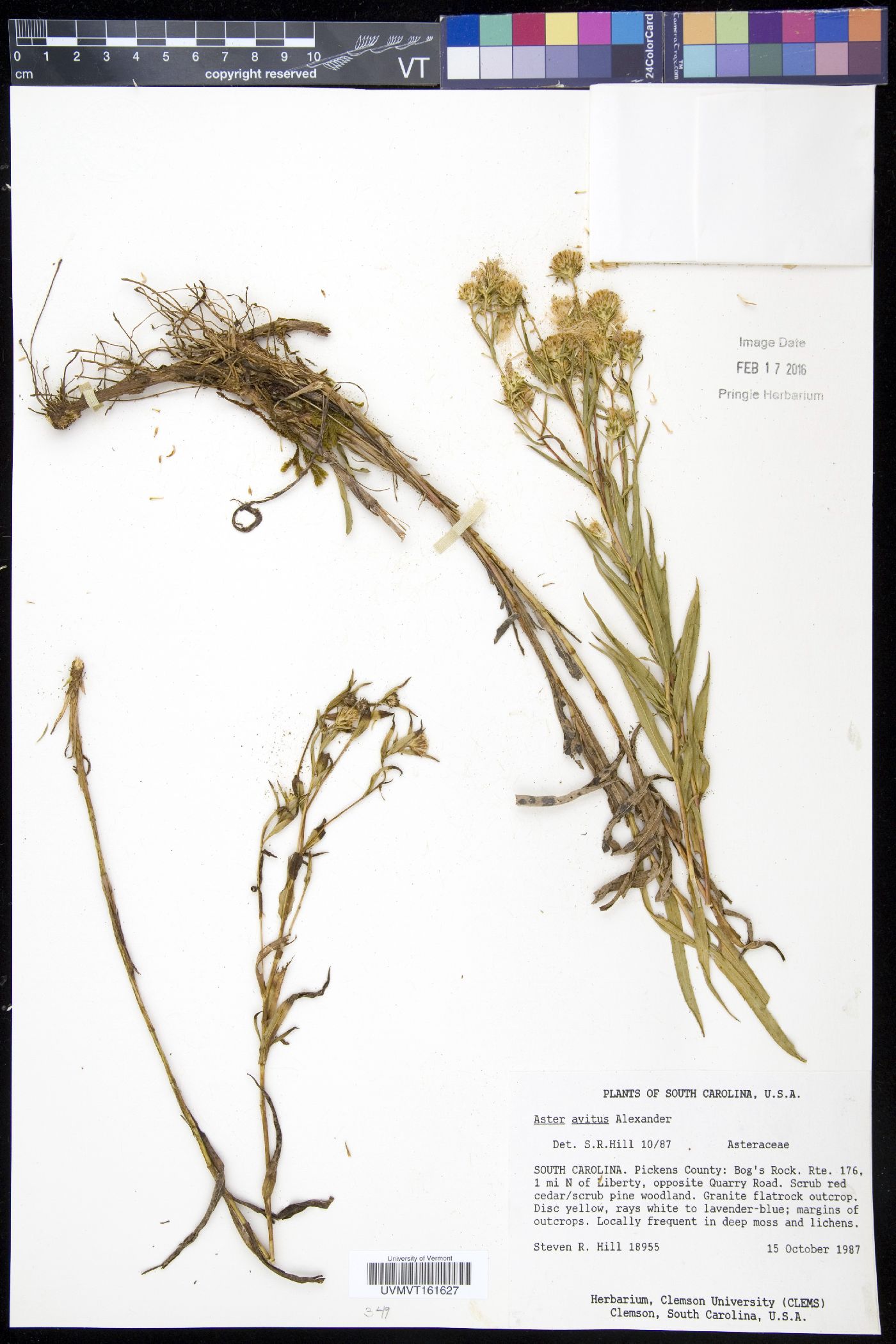 Aster avitus image
