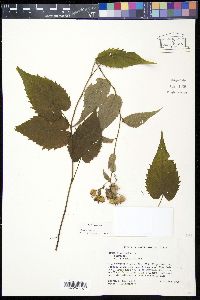 Eurybia divaricata image