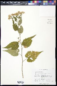 Eurybia divaricata image