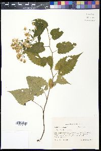 Eurybia divaricata image