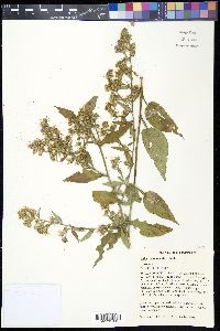 Symphyotrichum drummondii image