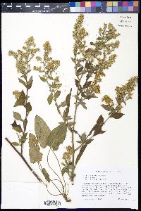 Symphyotrichum drummondii image
