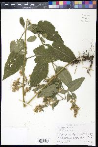 Symphyotrichum drummondii image