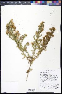 Symphyotrichum oblongifolium image