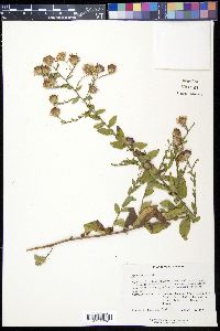 Symphyotrichum patens var. patens image