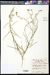 Almutaster pauciflorus image