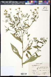 Symphyotrichum prenanthoides image