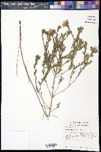 Symphyotrichum praealtum image