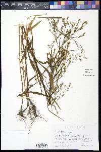 Symphyotrichum subulatum image
