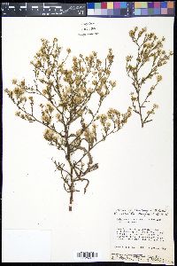 Symphyotrichum subulatum var. subulatum image