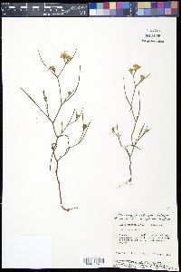 Aster tenuifolius image