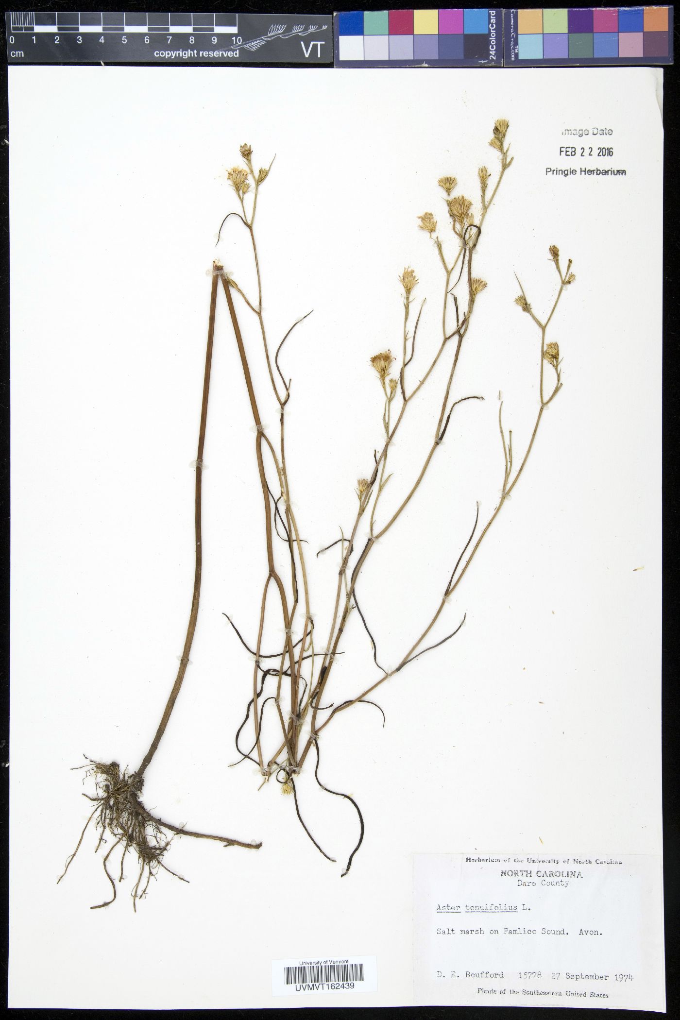Aster tenuifolius image