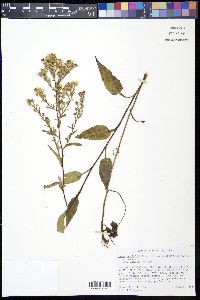 Symphyotrichum urophyllum image