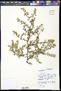 Symphyotrichum racemosum image